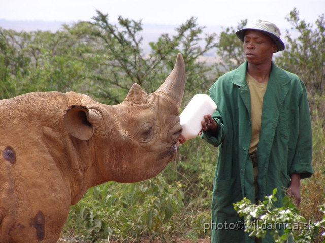 P8180021.JPG - The David Sheldrick Wildlife Trust, 2006