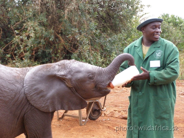 P8180042.JPG - The David Sheldrick Wildlife Trust, 2006