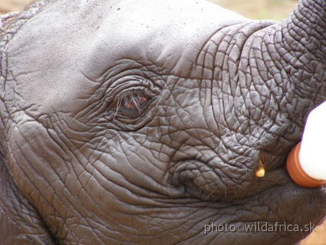 P8180044.JPG - The David Sheldrick Wildlife Trust, 2006