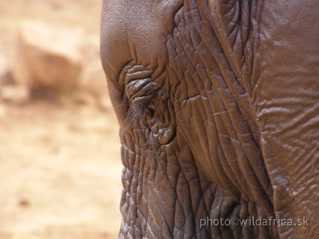 P8180053.JPG - The David Sheldrick Wildlife Trust, 2006