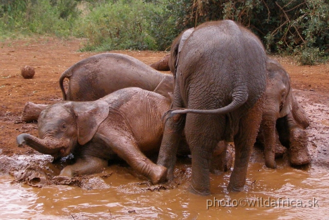 P8180103.JPG - The David Sheldrick Wildlife Trust, 2006