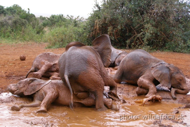 P8180106.JPG - The David Sheldrick Wildlife Trust, 2006