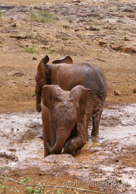 P8180118.JPG - The David Sheldrick Wildlife Trust, 2006