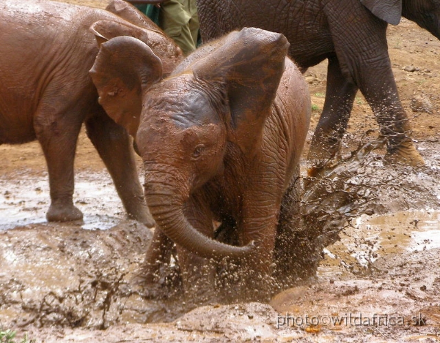 P8180119.JPG - The David Sheldrick Wildlife Trust, 2006