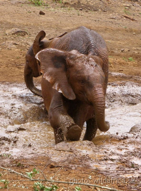 P8180120.JPG - The David Sheldrick Wildlife Trust, 2006