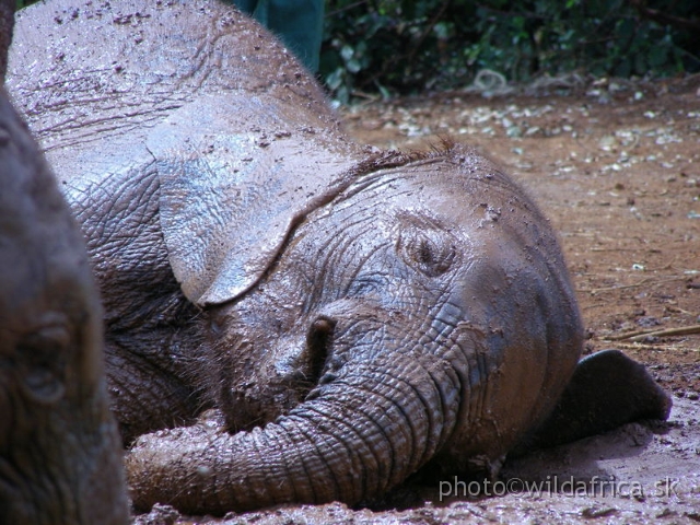 P8180123.JPG - The David Sheldrick Wildlife Trust, 2006