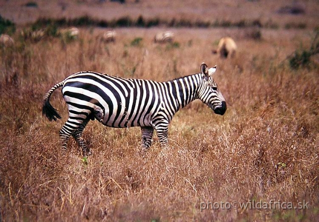 PA170002.JPG - Nairobi National Park 2002