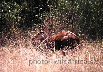 PA170004.JPG - Nairobi National Park 2002, first East African Bushbuck