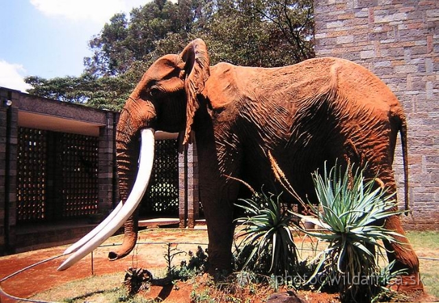 PA170006.JPG - National Museums of Kenya,1994