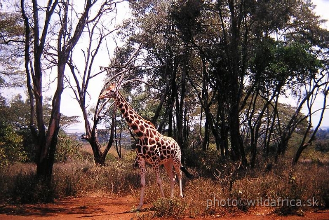 PA170009.JPG - Langata Giraffe Centre