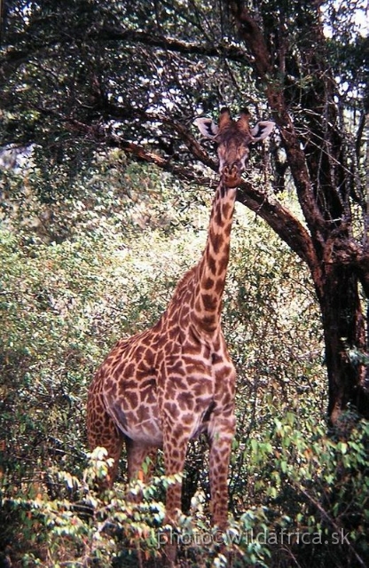 PA170061.JPG - Nairobi National Park 2002