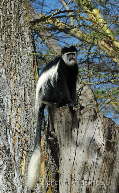 DSC_0673.JPG - Black and White Colobus Monkey (Colobus guereza), Elsamere, Lake Naivasha area