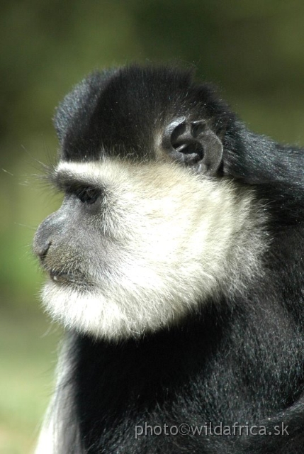 DSC_0674.JPG - Black and White Colobus Monkey (Colobus guereza), Elsamere, Lake Naivasha area
