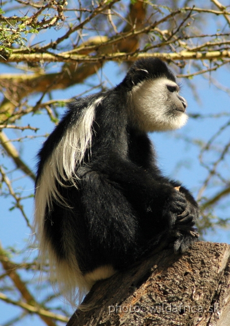 DSC_0682.JPG - Black and White Colobus Monkey (Colobus guereza), Elsamere, Lake Naivasha area