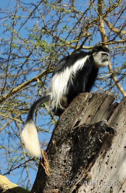 DSC_0684.JPG - Black and White Colobus Monkey (Colobus guereza), Elsamere, Lake Naivasha area