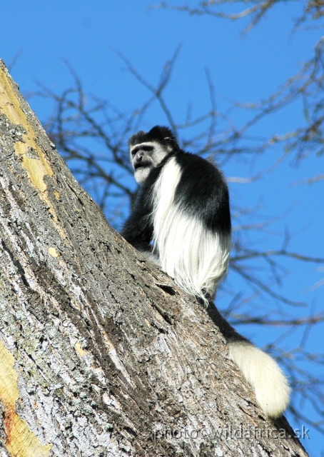 DSC_0688.JPG - Black and White Colobus Monkey (Colobus guereza), Elsamere, Lake Naivasha area