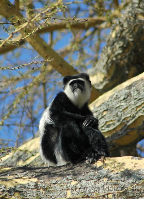 DSC_0690.JPG - Black and White Colobus Monkey (Colobus guereza), Elsamere, Lake Naivasha area