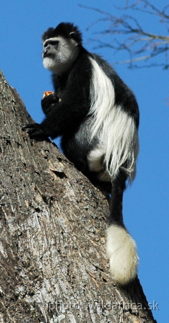 DSC_0693.JPG - Black and White Colobus Monkey (Colobus guereza), Elsamere, Lake Naivasha area