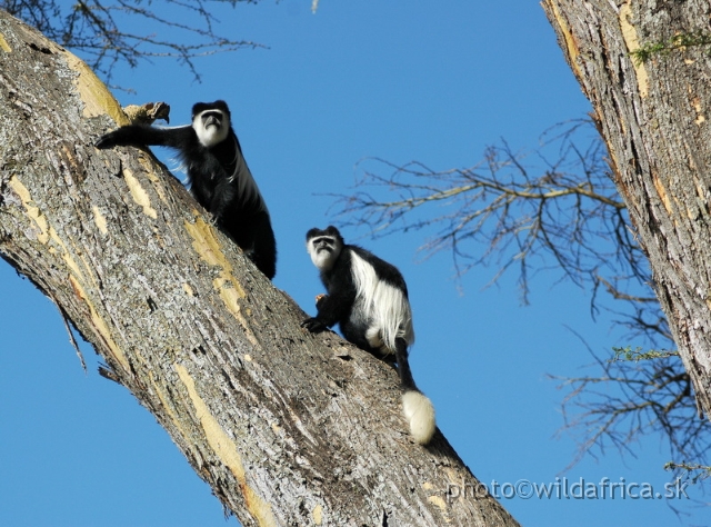 DSC_0696.JPG - Black and White Colobus Monkey (Colobus guereza), Elsamere, Lake Naivasha area