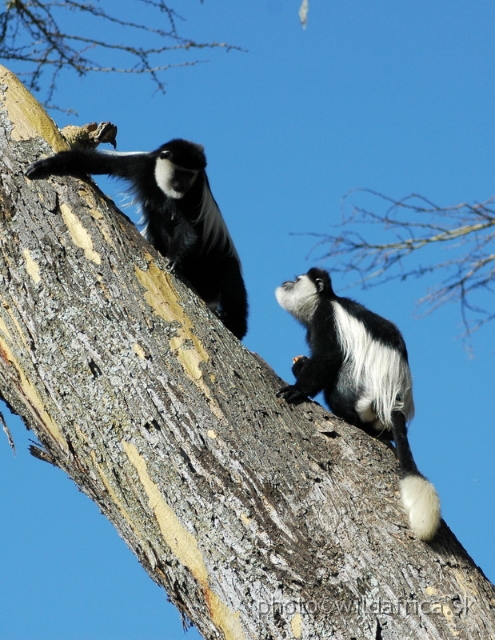 DSC_0697.JPG - Black and White Colobus Monkey (Colobus guereza), Elsamere, Lake Naivasha area