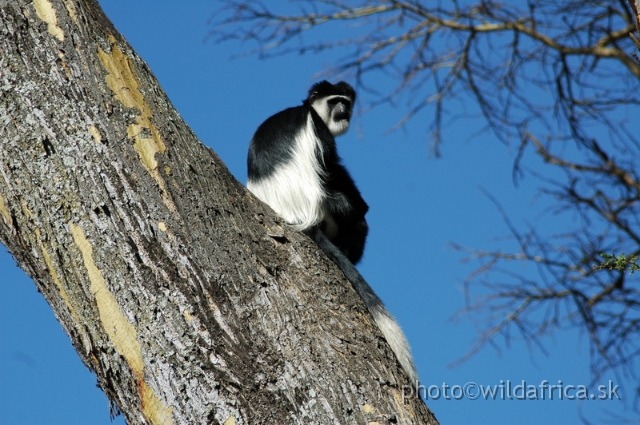 DSC_0700.JPG - Black and White Colobus Monkey (Colobus guereza), Elsamere, Lake Naivasha area