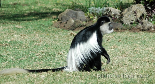 DSC_0701.JPG - Black and White Colobus Monkey (Colobus guereza), Elsamere, Lake Naivasha area