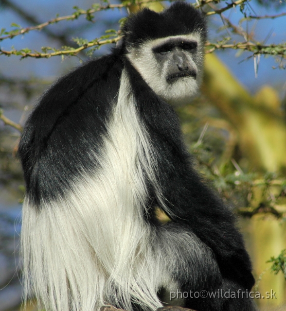 DSC_0706.JPG - Black and White Colobus Monkey (Colobus guereza), Elsamere, Lake Naivasha area