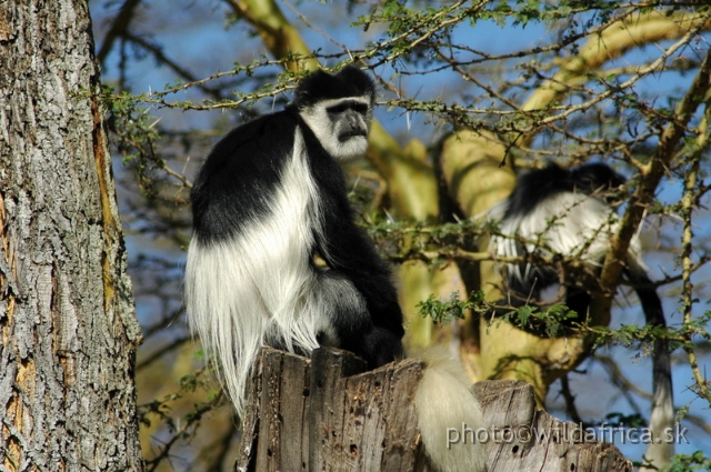 DSC_0708.JPG - Black and White Colobus Monkey (Colobus guereza), Elsamere, Lake Naivasha area