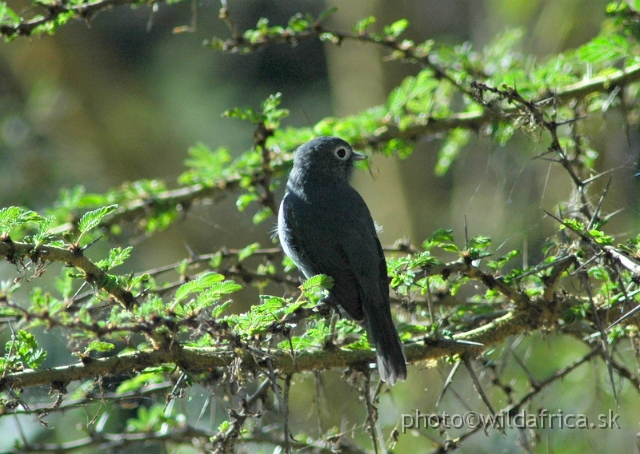 DSC_0722.JPG - White-eyed Slaty Flycatcher (Dioptrornis fischeri)