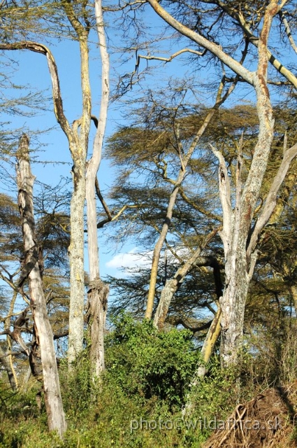 DSC_0730.JPG - Elsamere, Lake Naivasha