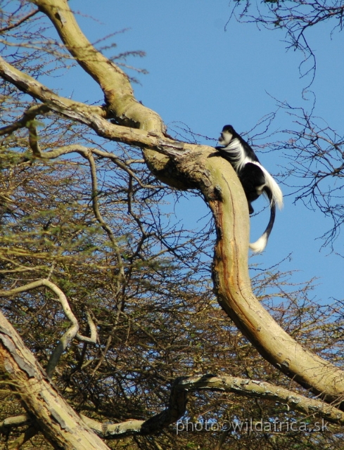 DSC_0744.JPG - Black and White Colobus Monkey (Colobus guereza), Elsamere, Lake Naivasha area