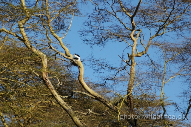 DSC_0745.JPG - Black and White Colobus Monkey (Colobus guereza), Elsamere, Lake Naivasha area