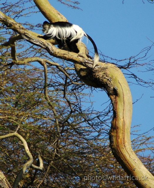 DSC_0746.JPG - Black and White Colobus Monkey (Colobus guereza), Elsamere, Lake Naivasha area