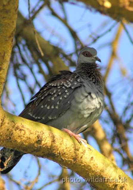 DSC_0751.JPG - Speckled Pigeon (Columba guinea)