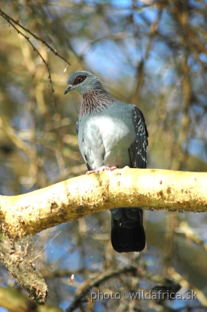 DSC_0757.JPG - Speckled Pigeon (Columba guinea)
