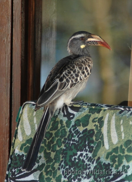 DSC_0759.JPG - African Grey Hornbill (Tockus nasutus)