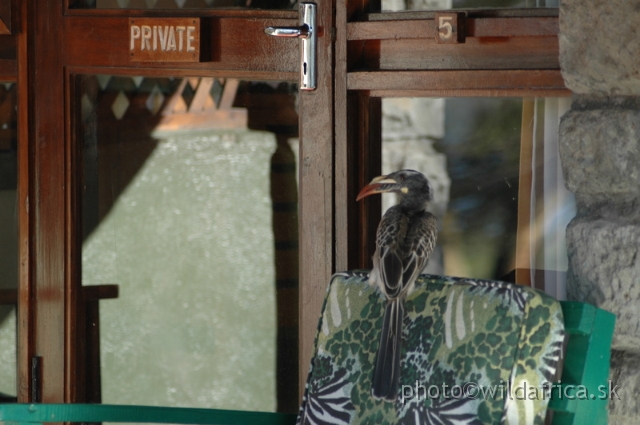 DSC_0760.JPG - African Grey Hornbill (Tockus nasutus)