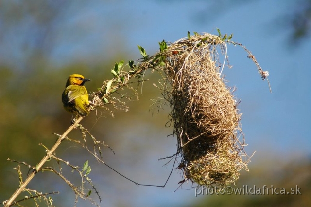 DSC_0764.JPG - Spectacled Weaver (Ploceus ocularis)