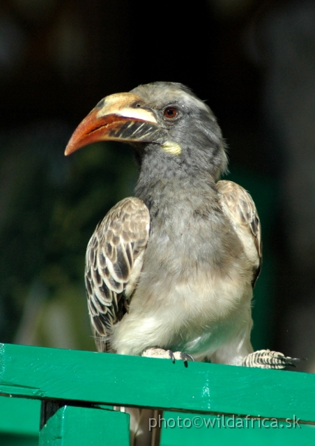 DSC_0766.JPG - African Grey Hornbill (Tockus nasutus)