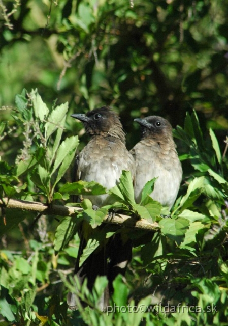 DSC_0772.JPG - Dark-capped Bulbul (Pycnonotus tricolor)