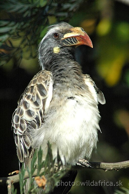 DSC_0782.JPG - African Grey Hornbill (Tockus nasutus)