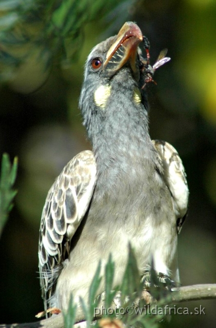 DSC_0785.JPG - African Grey Hornbill (Tockus nasutus)