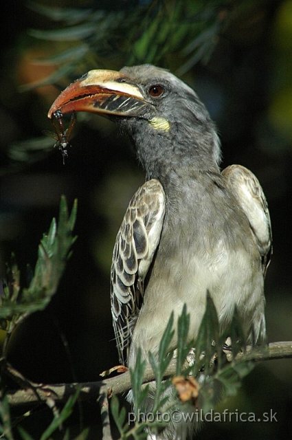 DSC_0789.JPG - African Grey Hornbill (Tockus nasutus)