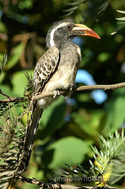 DSC_0795.JPG - African Grey Hornbill (Tockus nasutus)