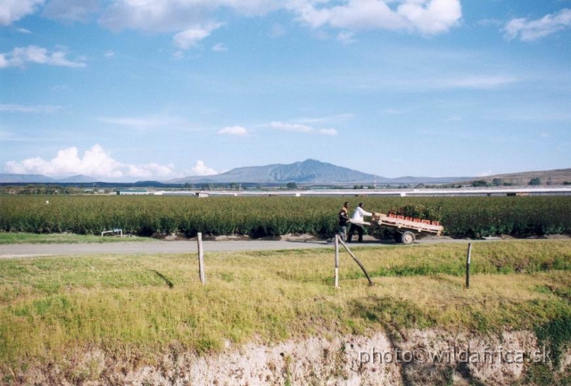 LONGONOT01.JPG - Rose plantations near Lake Naivasha