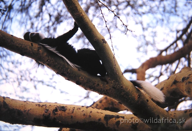 P1010039.JPG - Black and White Colobus Monkey (Colobus guereza), Elsamere, Lake Naivasha area