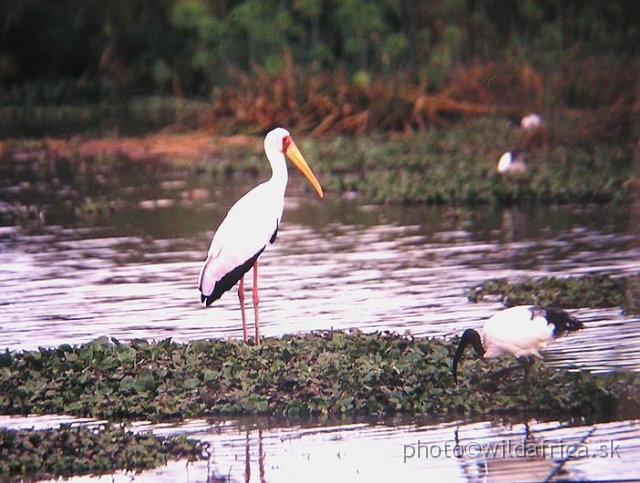 P1010044.JPG - Yellow-billed Stork (Mycteria ibis) and Sacred Ibis (Threskiornis aethiopicus), Lake Naivasha