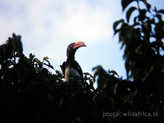 P1010089.JPG - Crowned Hornbill (Tockus alboterminatus), Naiberi River Camp, NW Kenya