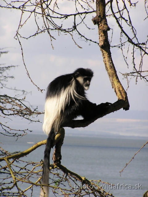 P8180325.JPG - Black and White Colobus Monkey (Colobus guereza), Elsamere, Lake Naivasha area