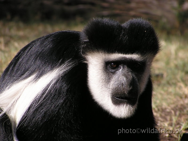 P8180330.JPG - Black and White Colobus Monkey (Colobus guereza)